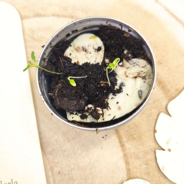 matita piantabile battesimo